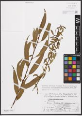 Salix babylonica L. x Salix fragilis L.